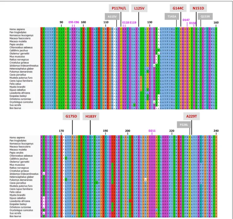 FIGURE 5 | Protein sequence alignment of the CPR-FMN-domain of 27 mammals. Sequences of CPR proteins were downloaded and aligned with Universal Protein Resource (UniProt) (www.uniprot.org), using the Clustal X color scheme for amino acid alignments