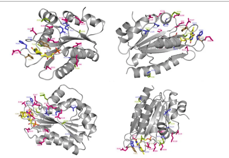 FIGURE 6 | Crystal structure of the FMN-domain of human CPR (PBD 3QFR) from four different angles