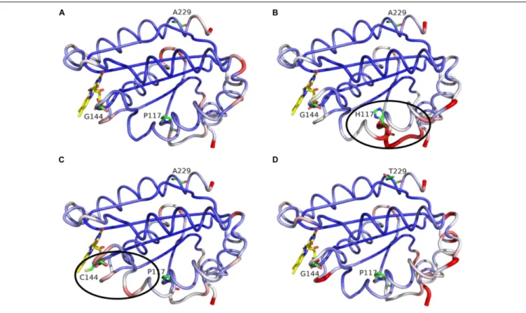 FIGURE 7 | MD simulation outcome: RMS deviations for α -carbons of the FMN-domain of CPR wt (A), CPR P117H (B), CPR G144C (C), and CPR A229T (D)