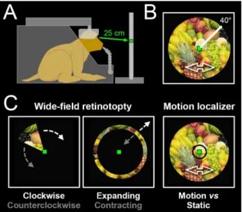 Fig. 1    Experimental set-up and protocol. a Schematic drawing of a  head-restrained macaque in an MRI compatible primate chair,  fixat-ing a central green dot located on a screen at a viewfixat-ing distance of  25 cm