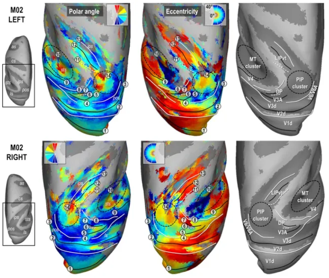 Fig. 3    Polar angle, eccentricity maps and cortical frontier projections in monkey M02