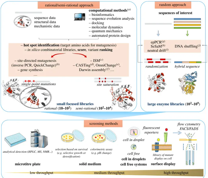 Figure 1. Random and rational/semi-rational engineering approaches to generate genetic diversity combined with screening methods enabling access to enzyme biocatalysts with desired and/or improved properties
