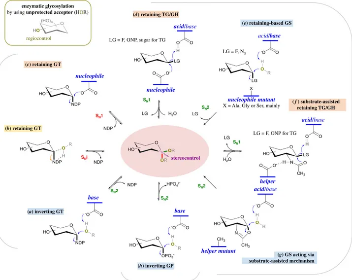 Figure 2. Main enzymatic pathways for glycosidic bond formation by wild-type and engineered glycoenzymes mentioned in the manuscript (GT, TG/GH and GS, and GP)