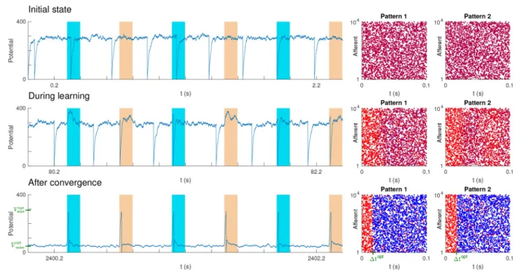 FIGURE 6 | Unsupervised STDP-based pattern learning. The neuron becomes selective to P = 2 patterns