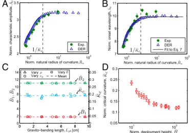 Fig. 5. Effect of natural curvature of the rod on meandering. (A and B) Nor- Nor-malized characteristic amplitude, A 0 (defined in Eq