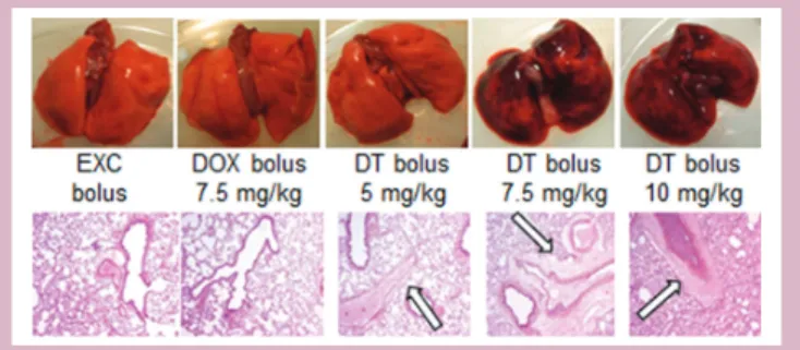 Figure 2  Macroscopical and microscopical examination  of Wistar rat lungs after different treatment schedules: 