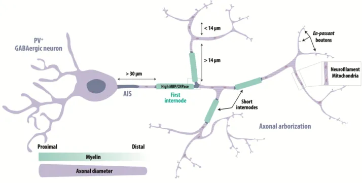 Figure 3. Characteristics of myelinated PV +  interneurons. The vast majority of myelinated GABAergic neurons are fast- fast-spiking PV +  interneurons