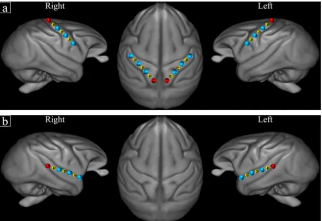Fig. 1. Schematic representation of fNIRS channel locations on ROIs according to T1 MRI template from 89 baboons [60] for (a) the sensorimotor and (b) the  auditory stimulations