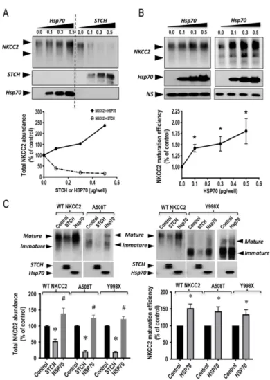 Figure 7. STCH and Hsp70 differentially regulate NKCC2 and its disease-causing mutants