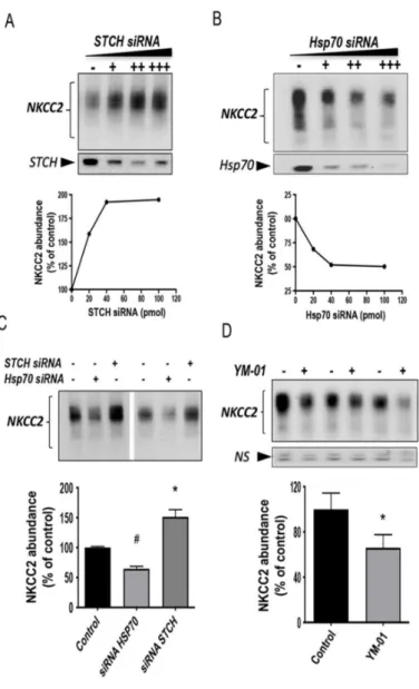 Figure 8. Differential regulation of NKCC2 expression by endogenous Hsp70 and STCH. (A,B) Knockdown of endogenous STCH or Hsp70 in HEK cells regulate total NKCC2 protein abundance in a dose-dependent fashion