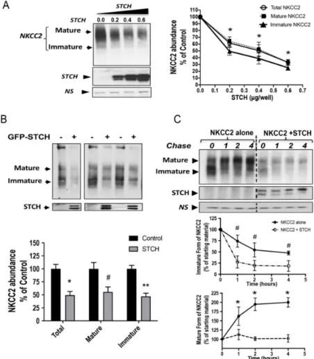 Figure 3. STCH alters NKCC2 stability and maturation. (A) Total NKCC2 protein abundance is reduced by STCH in a dose-dependent fashion