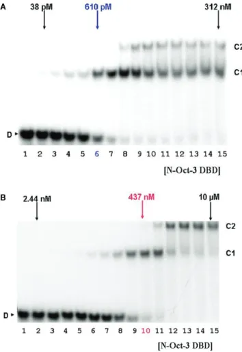 Figure 4. Footprinting analysis of N-Oct-3 POU bound to the HLA DRa gene promoter. (A and B) Autoradiograms of 12%  polyacryla-mide denaturing gels showing the DNAse I footprints on the upper (‘US’) and lower (‘LS’) strands of the DRa promoter fragment