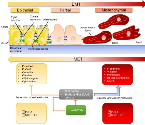 Figure  2.  The  regulation  of  the  epithelial-mesenchymal  transition  (EMT)  by  miR-200s  and  specific  transcriptional  factors