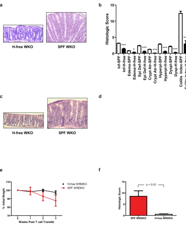 Figure 1. Helicobacter spp. are required for colitis induction in WKO mice