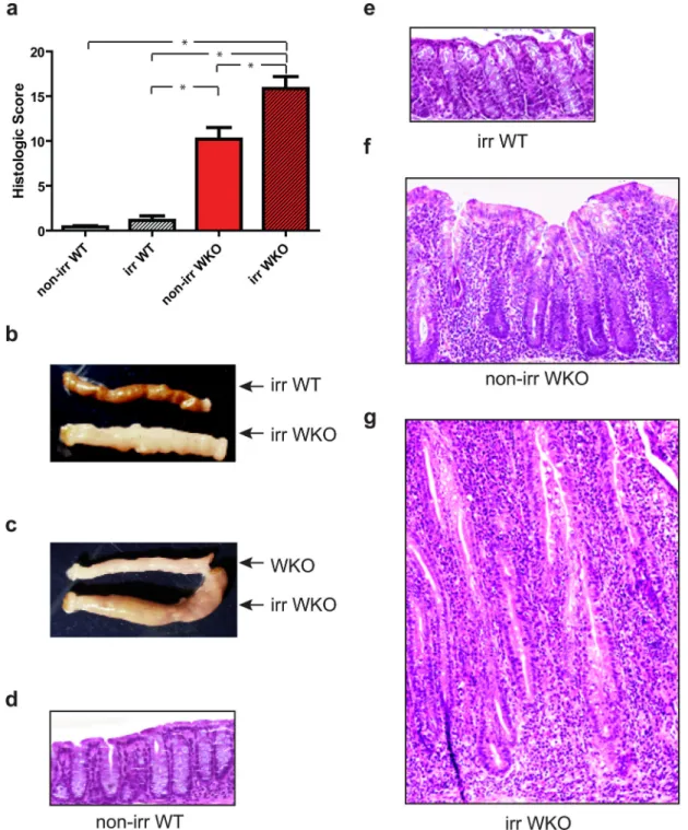 Figure 2. Sublethal irradiation led to colitis in WKO mice in SPF conditions
