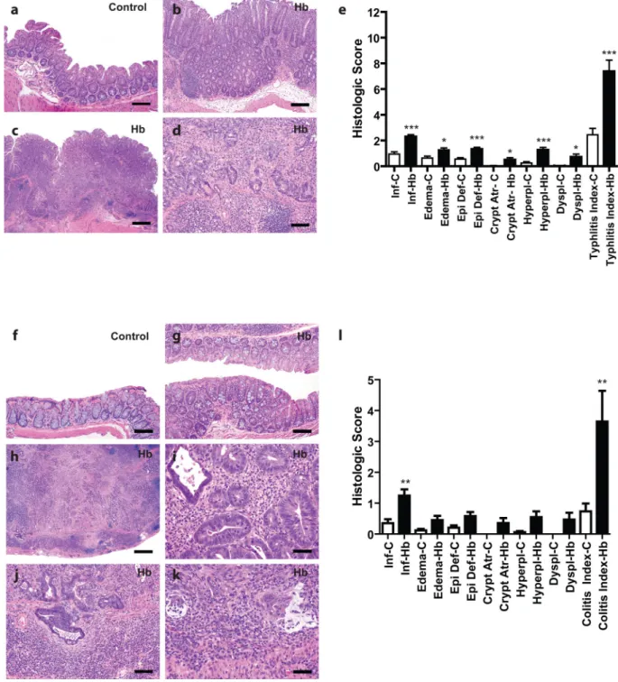 Figure 4. Rederived Helicobacter spp.-free WKO mice infected with H. bilis develop typhlitis and colitis at 7–9 months post infection