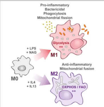 FIGURE 1 | Macrophage activation upon bacterial infection. Quiescent macrophages (M0) have the ability to polarize into two antagonist cell types