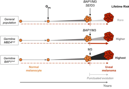 Figure 3. Working model for uveal melanoma (UM) malignant transformation process throughout time in different genetic backgrounds