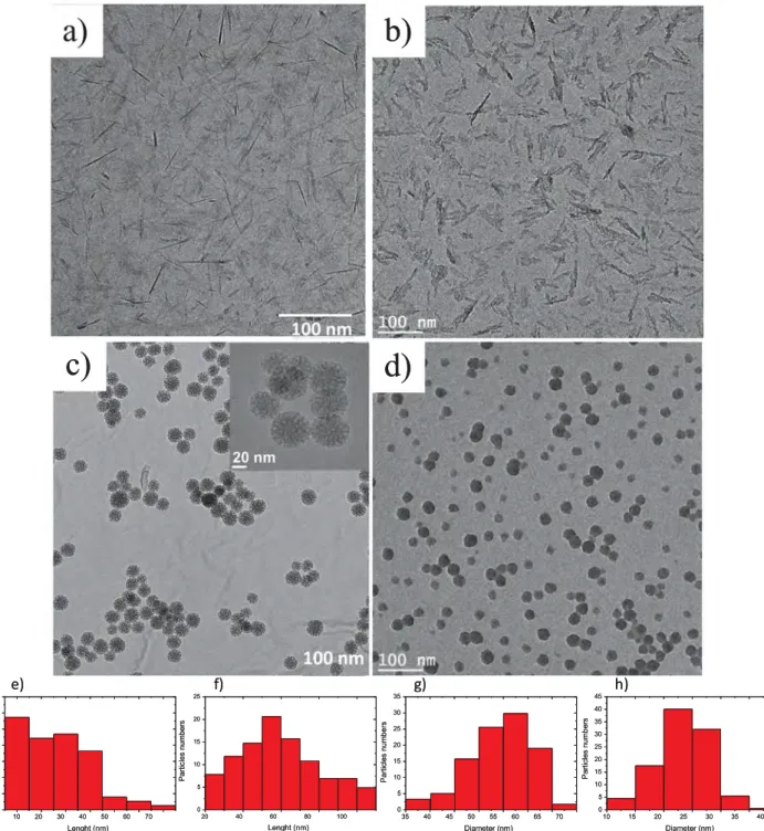 Fig. 1. (a–d) TEM micrographs and (e–h) histograms of particle size; (a, e) Y-AlOOH, (b, f) C-AlOOH, (c, g) M-SiO 2 , (d, h) C-SiO 2.