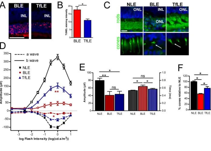 Figure 4: Transferrin decreases light-induced photoreceptors apoptosis and perserves visual activities