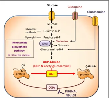 FIGURE 1 | The hexosamine biosynthetic pathway and protein O-GlcNAcylation. The hexosamine biosynthetic pathway (HBP) controls O-GlcNAc glycosylation (O-GlcNAcylation) of nuclear and cytosolic proteins.