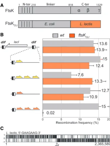 Figure 5. The 5 0 -GAAGAAG-3 0 motif controls L. lactis FtsK activity in vivo. (A) Structure of the two FtsK proteins used