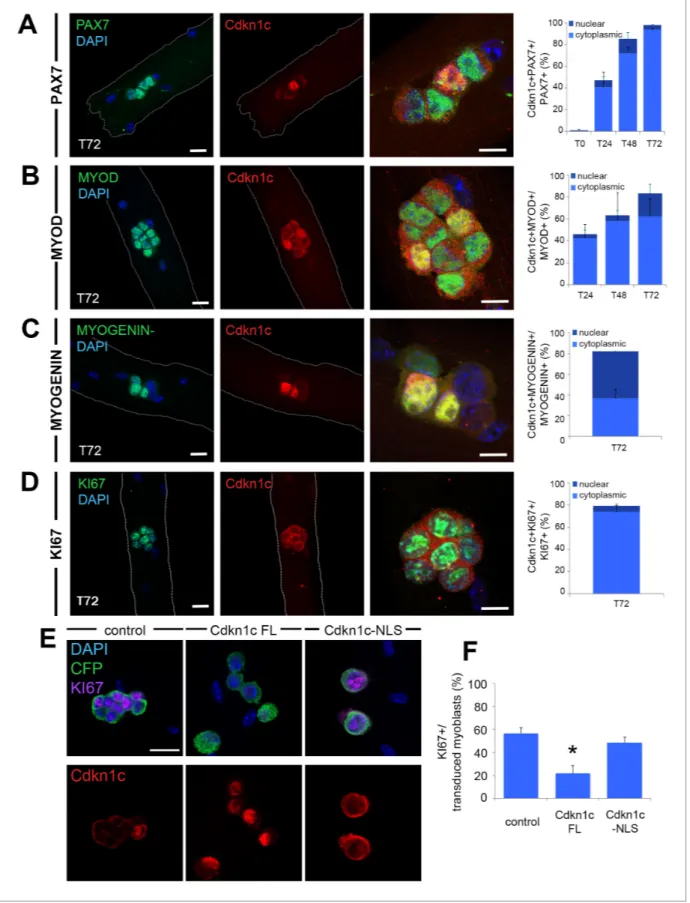 Figure 6. Cdkn1c expression and subcellular localization during satellite cell activation and differentiation