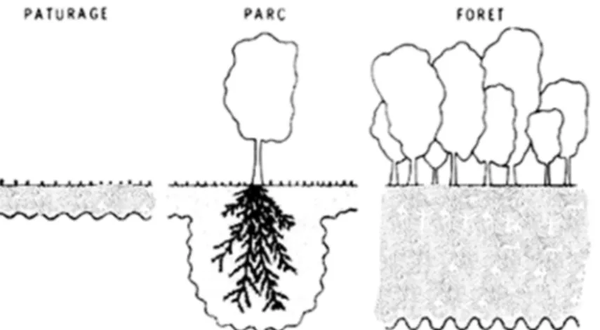 Figure 2. Configurations de la zone active pour différents types et densités de végétation sur un  dépôt d'argile profond avec nappe souterraine profonde.
