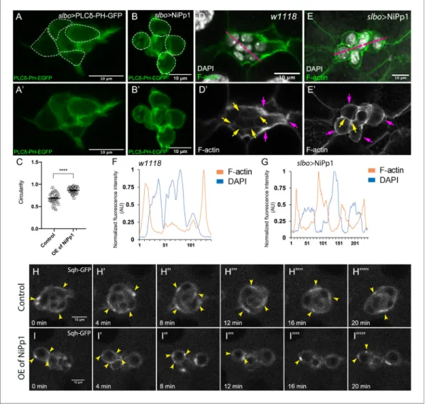 Figure 6. Pp1 activity promotes normal border cell shape and distribution of actomyosin in the border cell cluster.