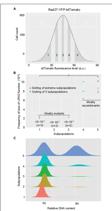 FIGURE 3 | HR rate non-linearly scales with Rad27 levels and is weakly correlated with differences in cell cycle distribution