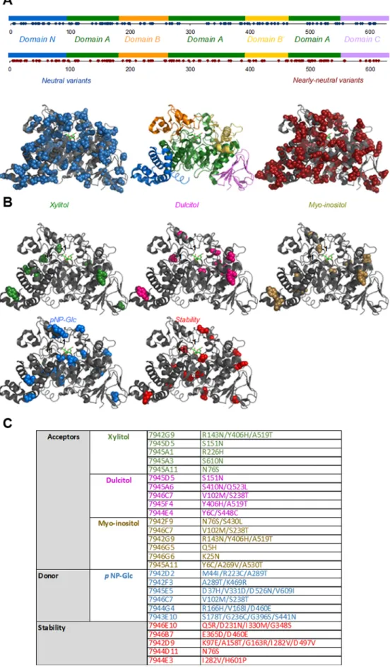 Figure 6. Sequence structure−function analysis of variants. (A) Localization of neutral (blue spheres) and nearly neutral (red spheres) substitutions on the NpAS structural domains (PDB code: 1JGI)