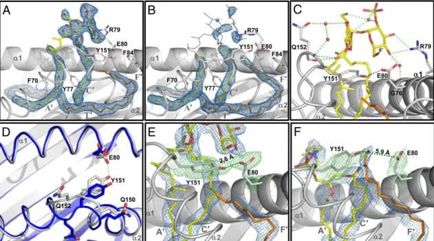 Fig. 2. Ligand binding and pocket alterations in shCD1b – SGL12 – UL. ( A ) Electron density for the SGL12 and spacers in copy A ( ﬁ nal 2 F o - F c map contoured at 1.0 σ , blue mesh)