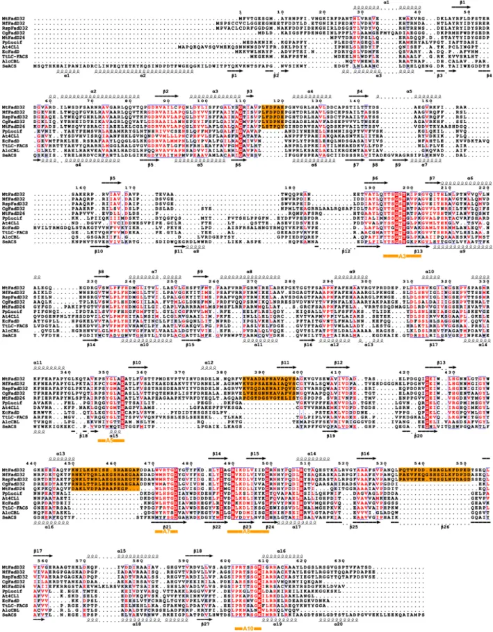 Figure S1. Structure-Based Amino Acid Sequence Alignment of FadD32 with Other  Adenylate-Forming Proteins 