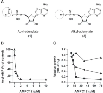 Figure 7. Inhibitory Effect of Dodecyl-AMP (AMPC12) on FadD32 Activity and on Bacterial Growth