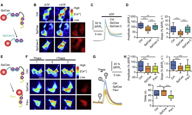 Figure 4. Combining Calmodulin- and Parvalbumin-Derived Binding Sites Enhances Ca 2+ Buffering by SpiCee (A) SpiCee-C is a SpiCee variant containing only the Ca 2+ -binding domain of calmodulin and lacking the parvalbumin-derived EF hands.
