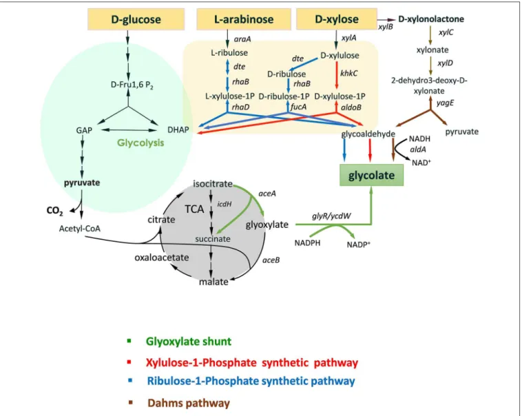 FIGURE 1 | Scheme of natural and non-natural pathways for glycolic acid production from D-glucose, D-xylose, and L-arabinose