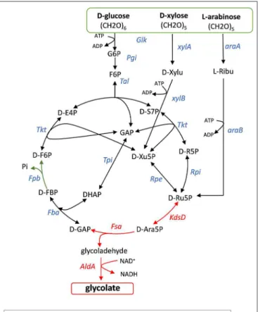 FIGURE 2 | Scheme of the glycoptimus pathway. Key steps are D-arabinose-5-phosphate isomerase (KdsD) and fructose-6-phosphate aldolase (FsaA) shown as red arrows