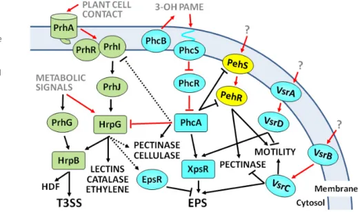 Fig. 2 Major pathways controlling the expression of Ralstonia solanacearum virulence genes