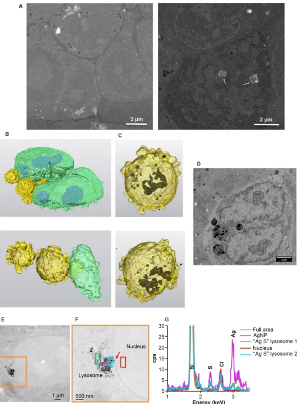 Fig. 5 EM analysis of subcellular distribution of AgNP-containing vesicles. (A) Original micrographs extracted from  two different FIB-SEM stack of images (see also Video S1 for stack 1 with the corresponding segmentation)