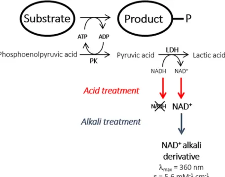 Fig 1. Principle of the end-point alkali assay method for the high-throughput screening of kinase activity.