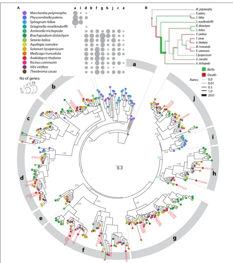 FIGURE 3 | Phylogenetic relationships between DUF4228 proteins in the complete proteome of 13 Embryophyta species
