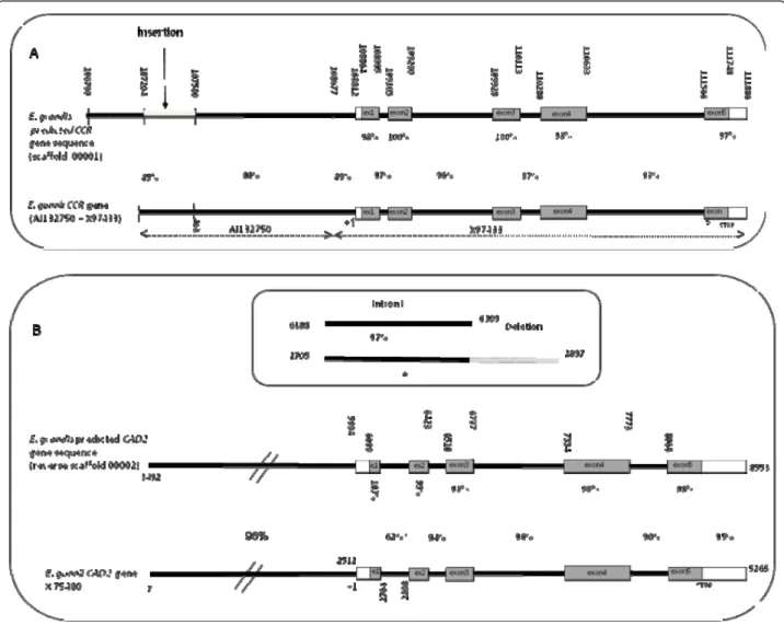 Figure 3 Genomic structure comparison of the CCR (a) and the CAD2 (b) genomic clones between E