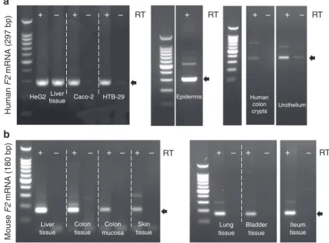 Fig. 6 The F2 gene encoding thrombin is expressed in all major epithelia under healthy conditions