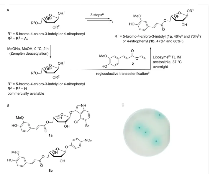 Figure 1: Alternative syntheses (A) and full structures (B) of the 5-bromo-4-chloro-3-indolyl or 4-nitrophenyl 5-O-feruloyl-α-ʟ-arabinofuranosidic chromogenic substrates 1a and 1b and (C) detection of type A Fae activity on solid agar medium using 1a