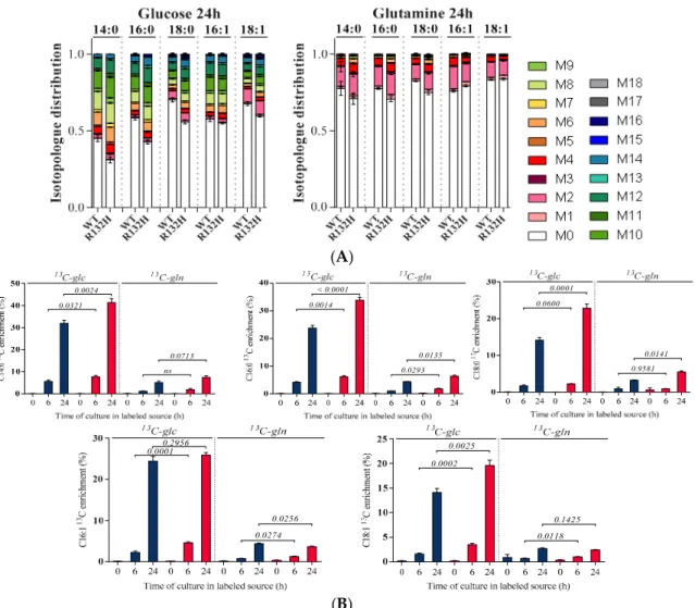 Figure 4. Isotopologues distribution (A) in C14:0; C16:0; C18:0; C16:1; and, C18:1 in HL60 IDH1 WT  (in blue) and R132H (in red) at 24 h following and (B)  13 C enrichment at 0, 6, or 24 h cultures on  [U- 13 C]-glucose or [U- 13 C]-glutamine (n &gt; 2)