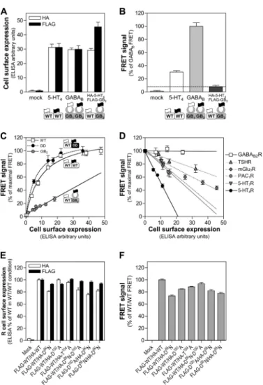 FIGURE 1. Pharmacological characteristics of the WT and mutant 5-HT 4 receptors and non-saturable second messenger accumulation under the experimental conditions used in the study