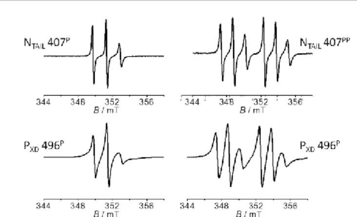 Fig.  2.  Amplitude  normalized  RT  EPR  spectra  of  N TAIL   S407C P/PP   (upper  line)  and  P XD
