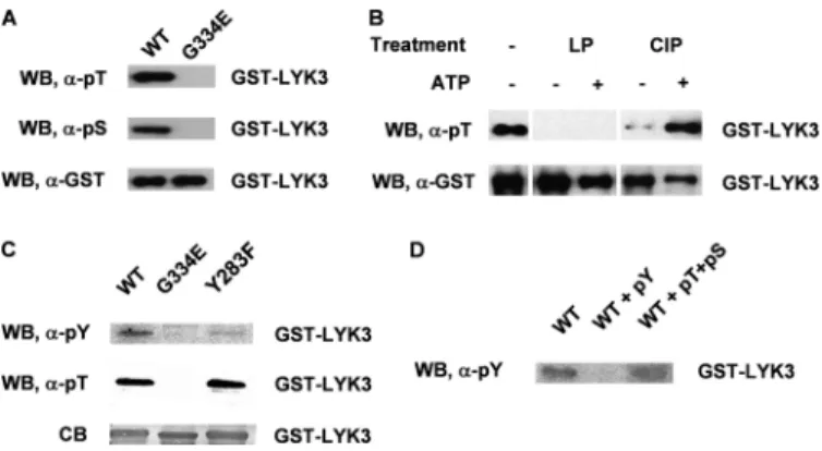 FIGURE 4. Autophosphorylation sites in the intracellular region of LYK3.