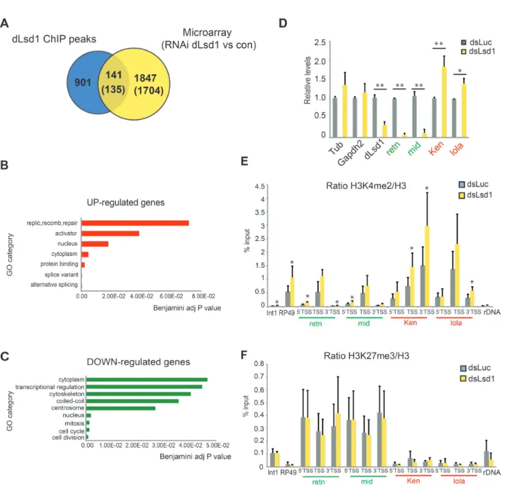 Figure 4. dLsd1 regulates the expression of genes involved in cell cycle and in transcriptional regulation