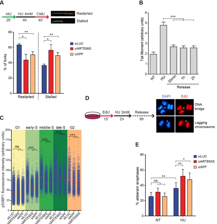 Fig 5. ARTEMIS and XPF promote efficient replication restart and prevent chromosome segregation defects